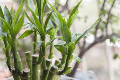 假樹風水|風水植物｜不只富貴竹！7款招財/招桃花植物推介+不 